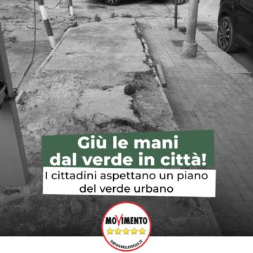 IL FICUS DELLA DISCORDIA TRA LA GRILLINA TRAPANI E L’ASSESSORE LA PORTA