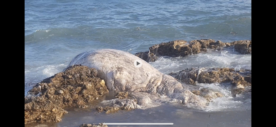 Bonagia, Una Balena morta tra gli scogli
