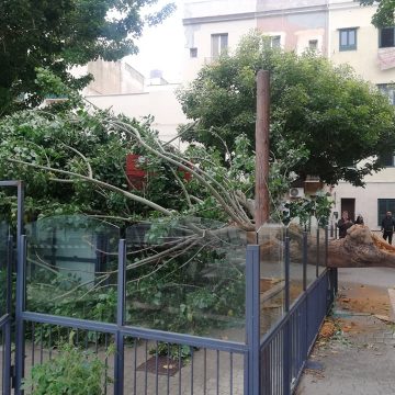 Trapani, Si spezza un albero di eritrina e cade sopra una pizzeria