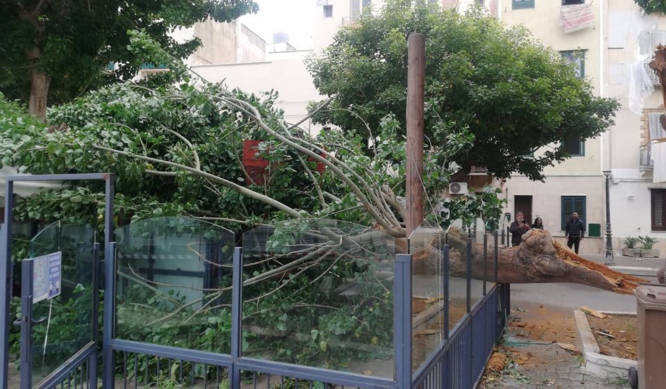 Trapani, Si spezza un albero di eritrina e cade sopra una pizzeria